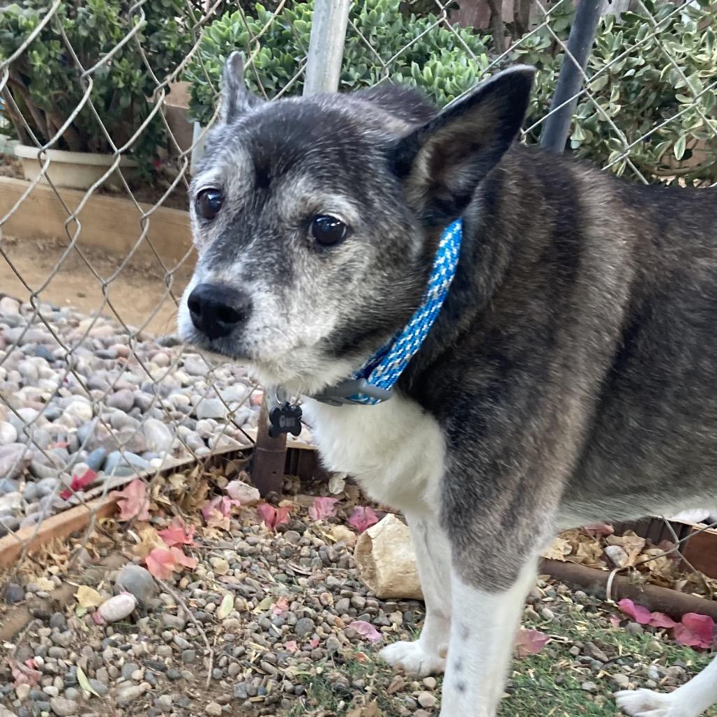 Enlarge Gus/Courtesy Post, a Adoptable mixed breed in Long Beach, CA image 4/4