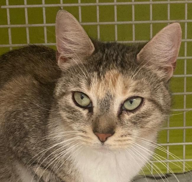 Snookie, Adoptable, Young Female Domestic Short Hair.