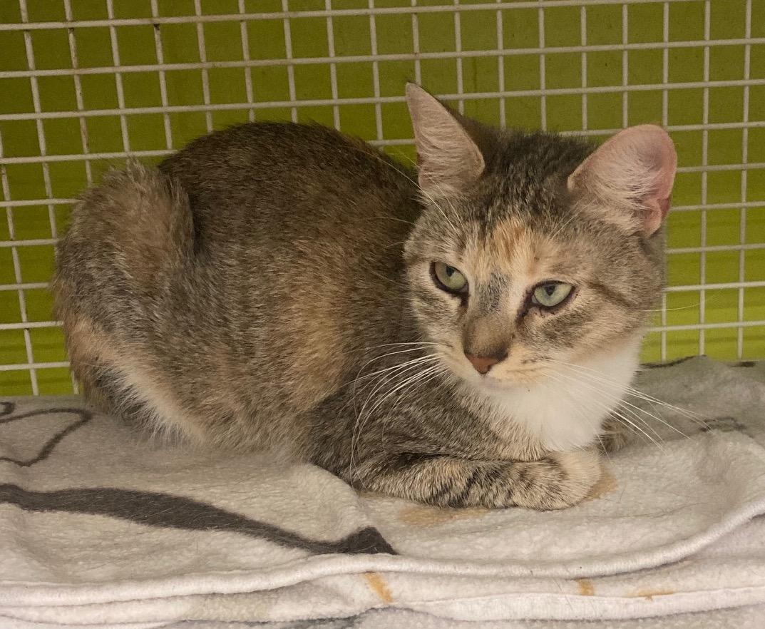 Enlarge Snookie, a Adoptable mixed breed in Bridgeport, CT image 2/2