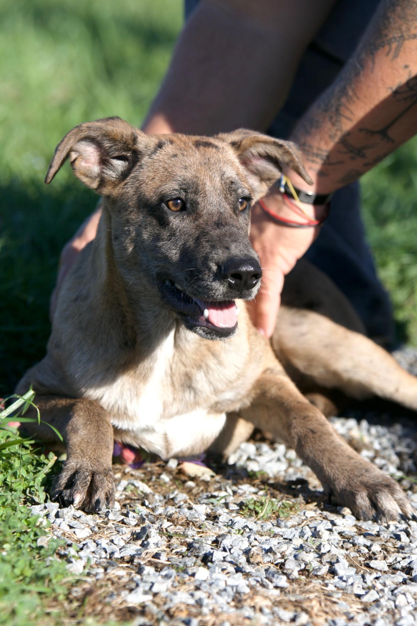 Enlarge Sasha, a Adoptable mixed breed in Mount Sterling, KY image 1/3