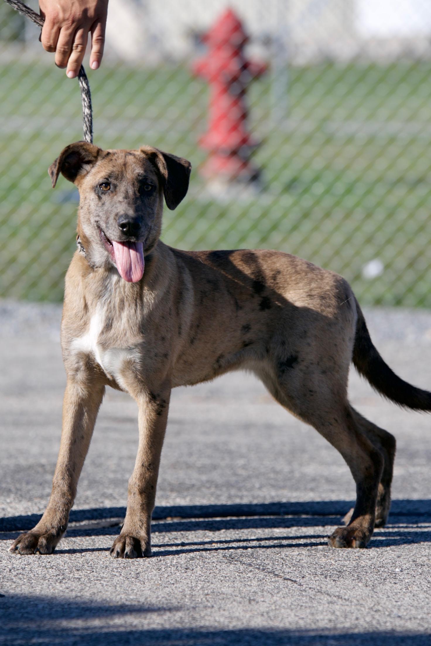 Enlarge Sasha, a Adoptable mixed breed in Mount Sterling, KY image 2/3