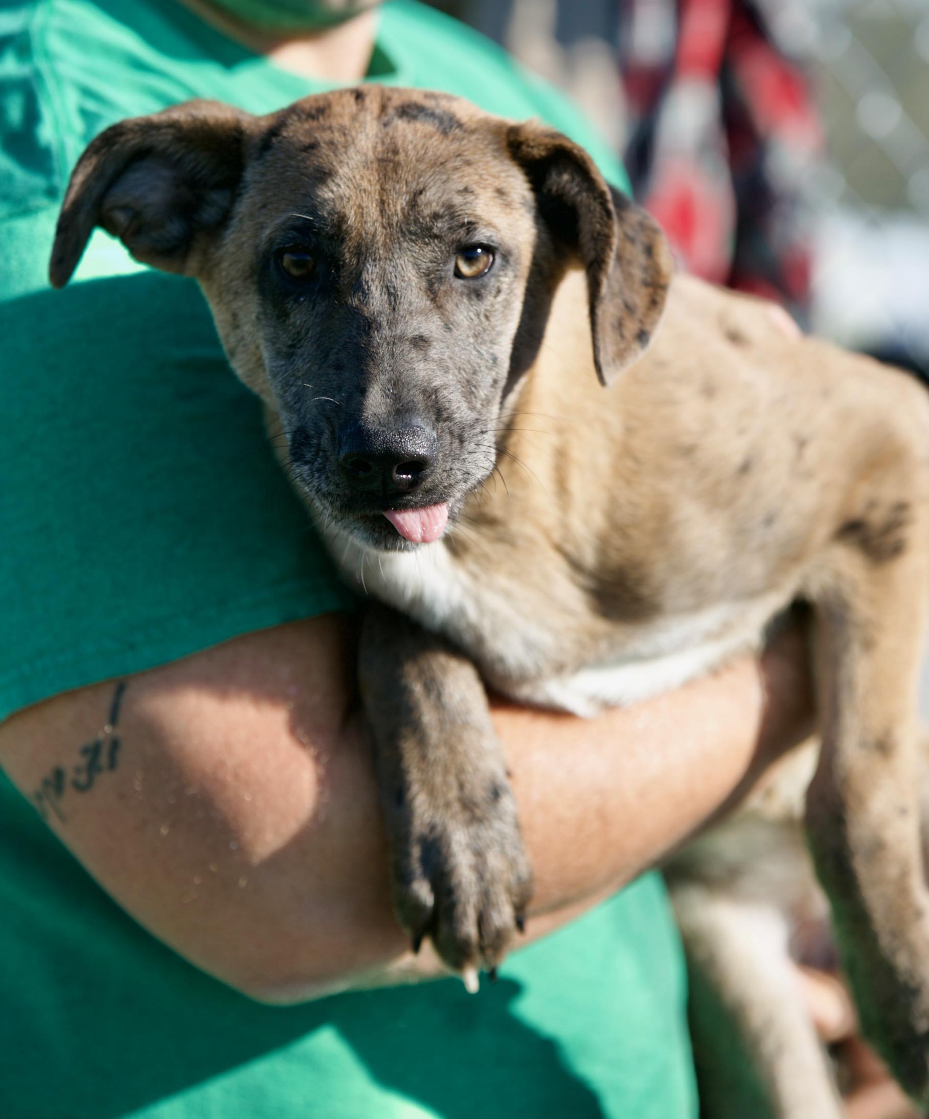 Enlarge Sasha, a Adoptable mixed breed in Mount Sterling, KY image 3/3