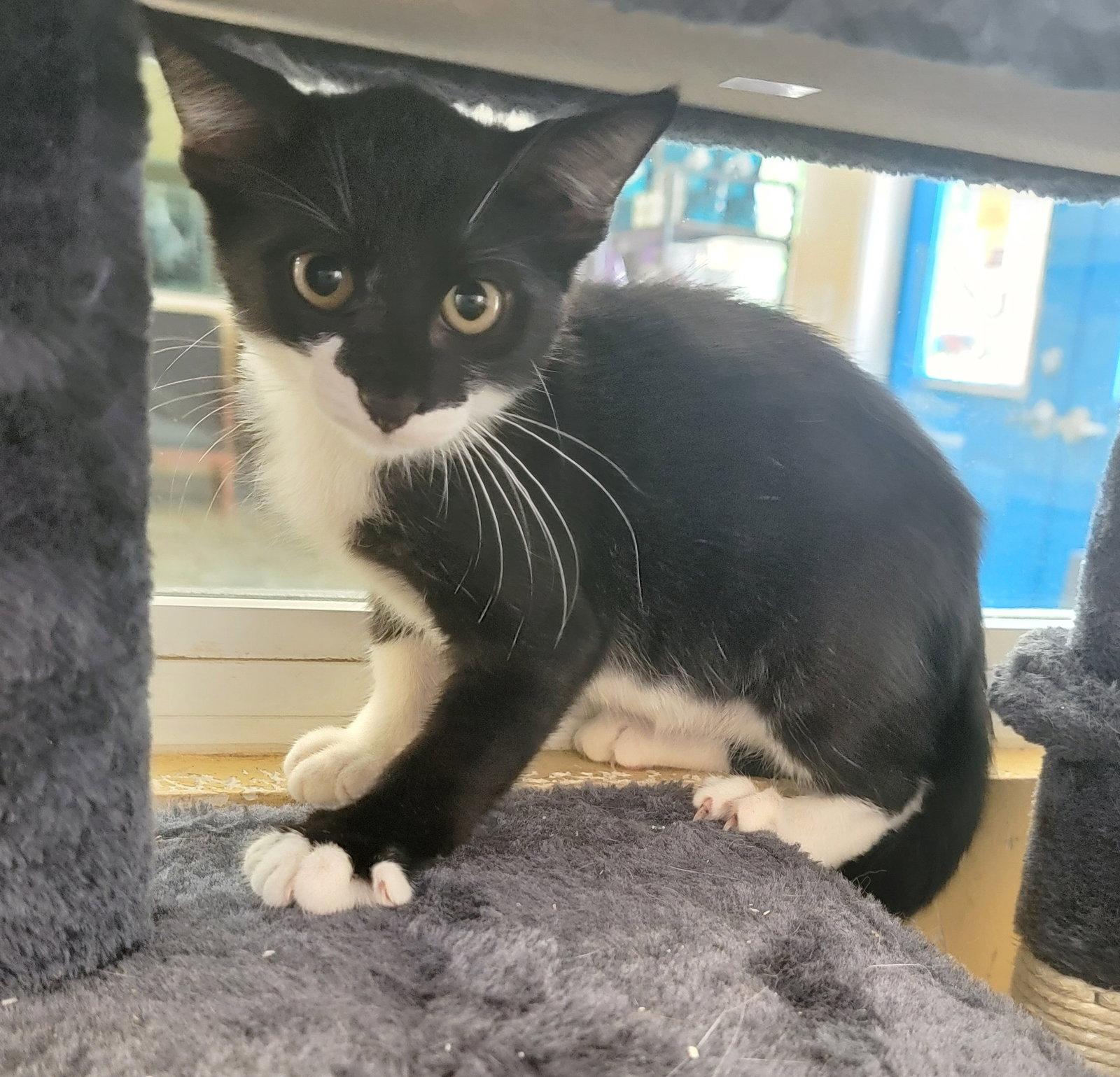 Porkchop #buffet-bunch, Adopted, Kitten Male Tuxedo & Domestic Short Hair.