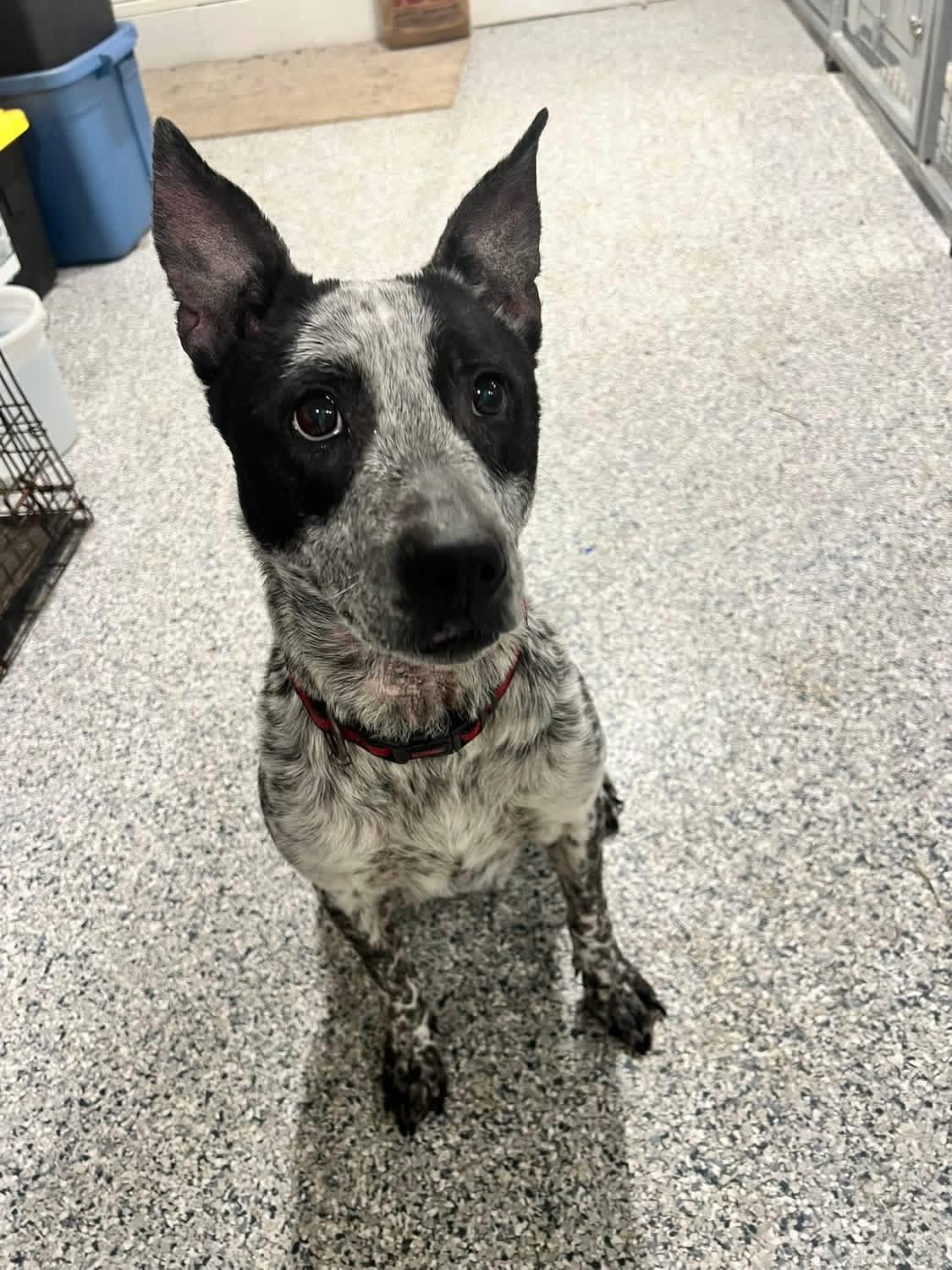 Lady, ADOPTABLE, Adult Female Australian Cattle Dog / Blue Heeler.