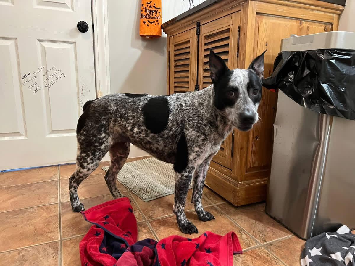 Enlarge Lady, a ADOPTABLE mixed breed in Greenwood, IN image 4/6