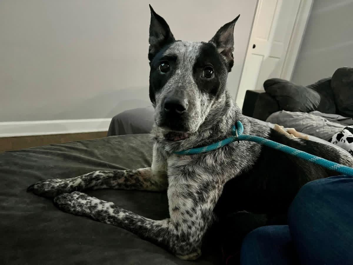 Enlarge Lady, a ADOPTABLE mixed breed in Greenwood, IN image 6/6