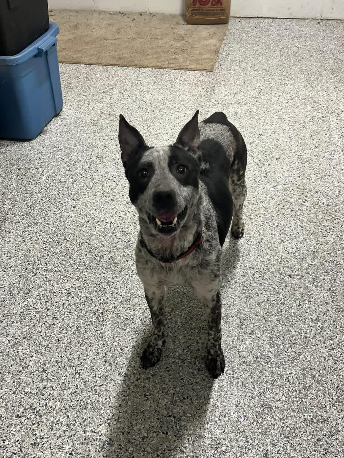 Enlarge Lady, a ADOPTABLE mixed breed in Greenwood, IN image 2/6