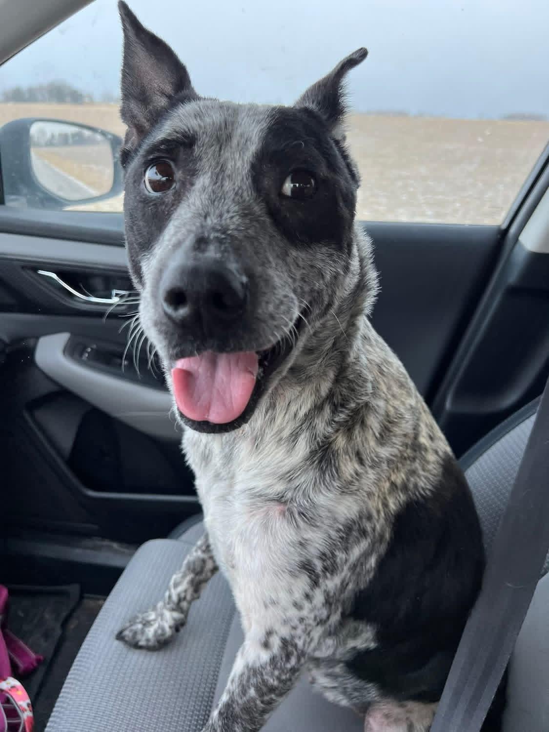 Enlarge Lady, a ADOPTABLE mixed breed in Greenwood, IN image 5/6