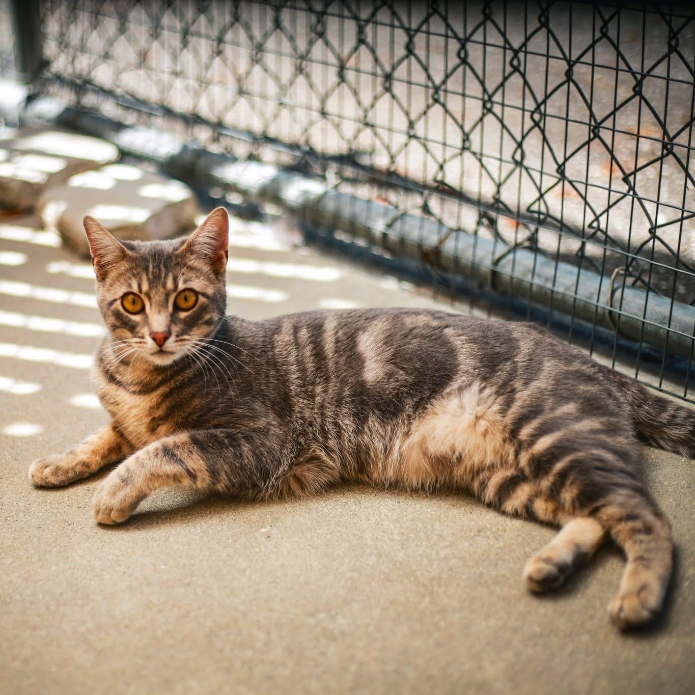 Lollipop, ADOPTABLE, Young Female Domestic Short Hair.