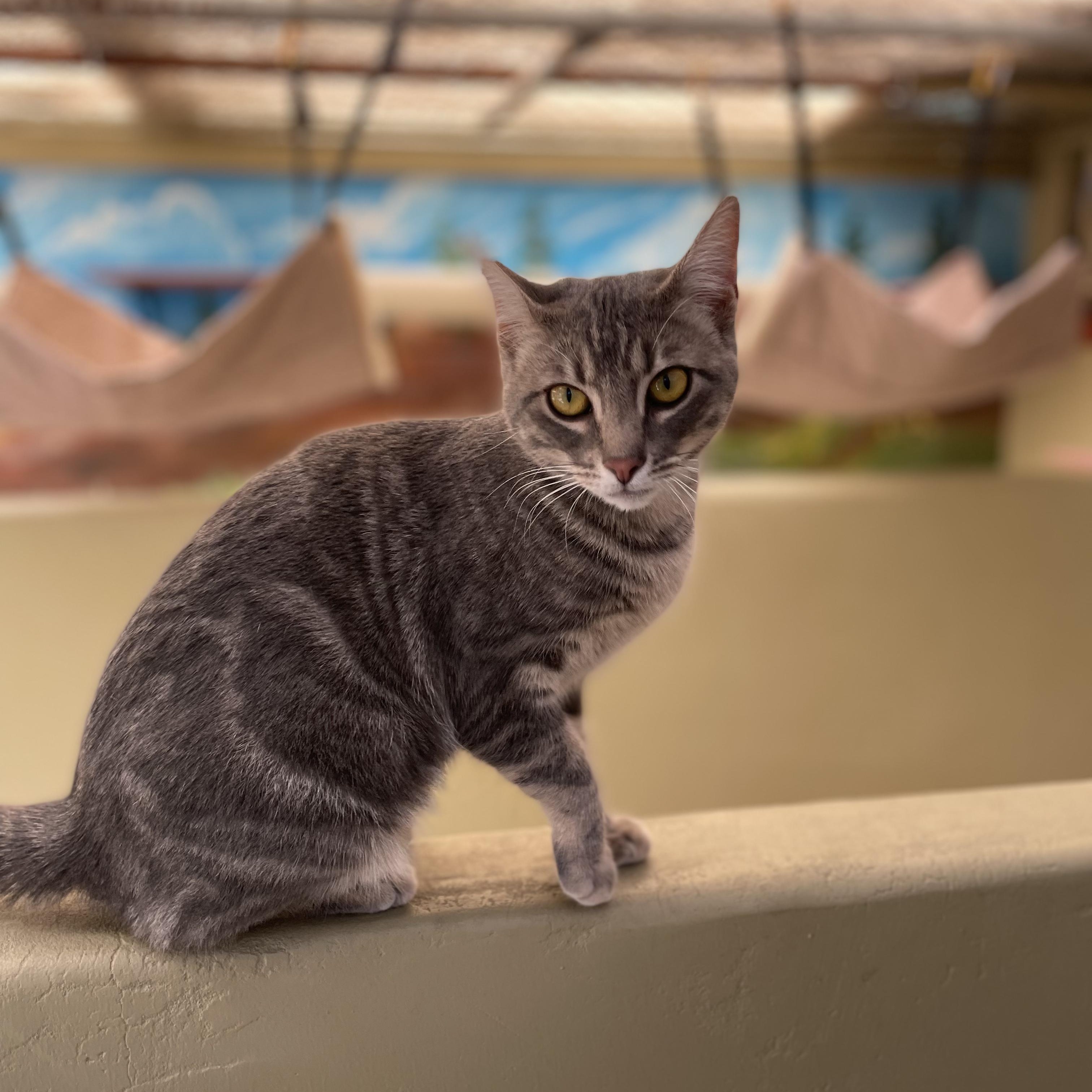 Lollipop, a ADOPTABLE Domestic Short Hair in Grass Valley, CA image 2/3