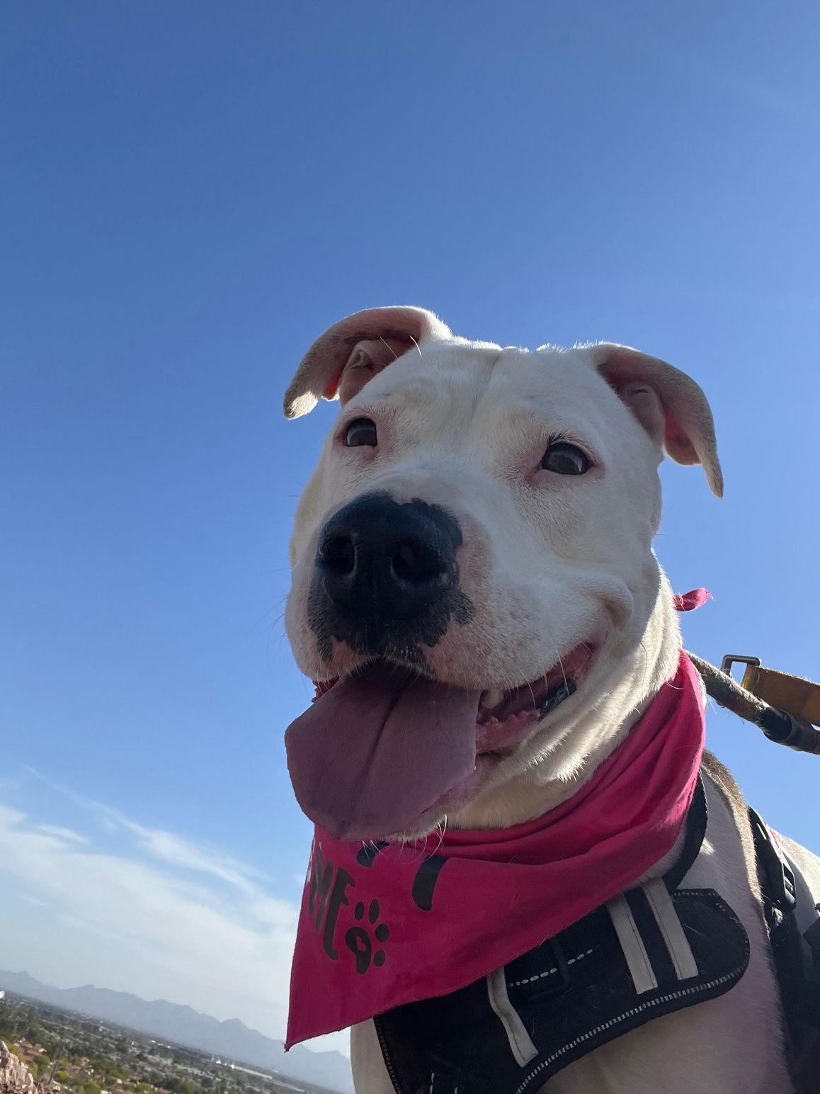 Paloma (Courtesy post), Adoptable, Adult Female Pit Bull Terrier.