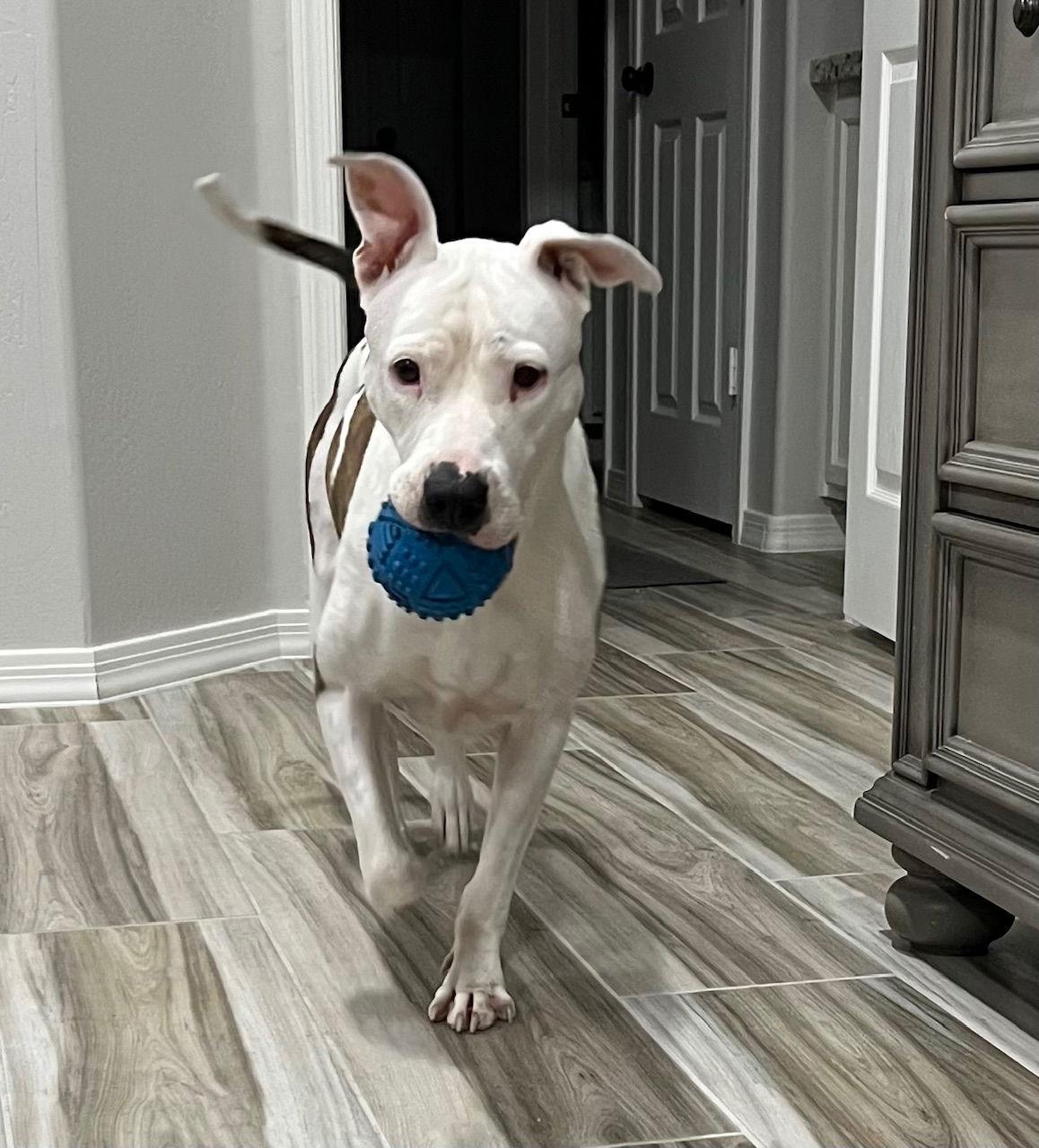 Enlarge Paloma (Courtesy post), a Adoptable Pit Bull Terrier in Phoenix, AZ image 2/6