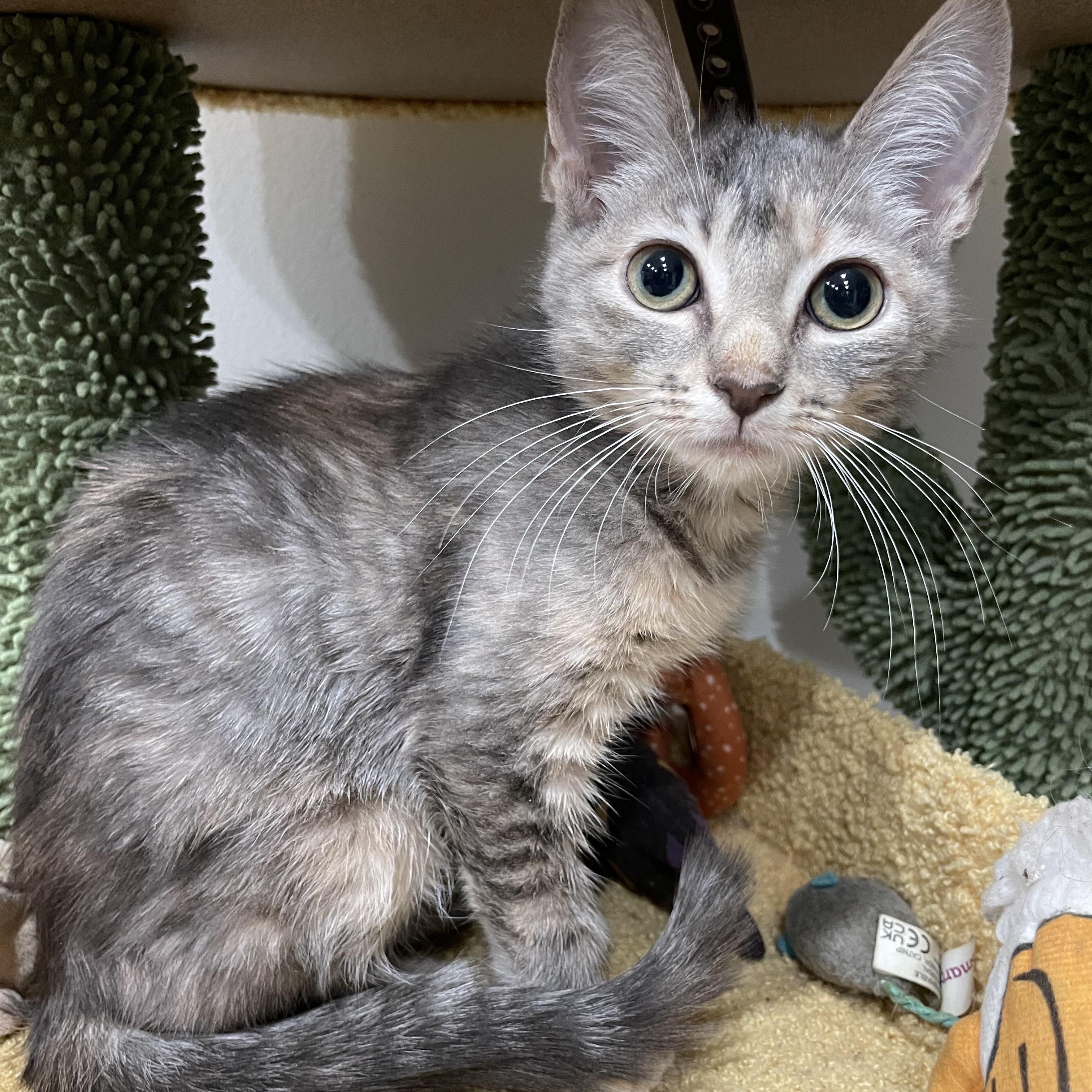 Sparks, Adoptable, Young Female Domestic Short Hair & Dilute Tortoiseshell.