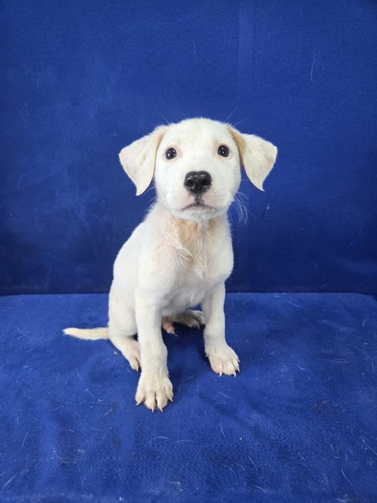 Enlarge Young Whipper Snapper, a Adoptable Mixed Breed in Ruston, LA image 1/3