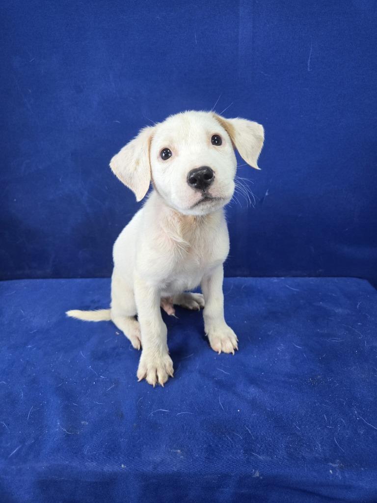 Enlarge Young Whipper Snapper, a Adoptable Mixed Breed in Ruston, LA image 2/3
