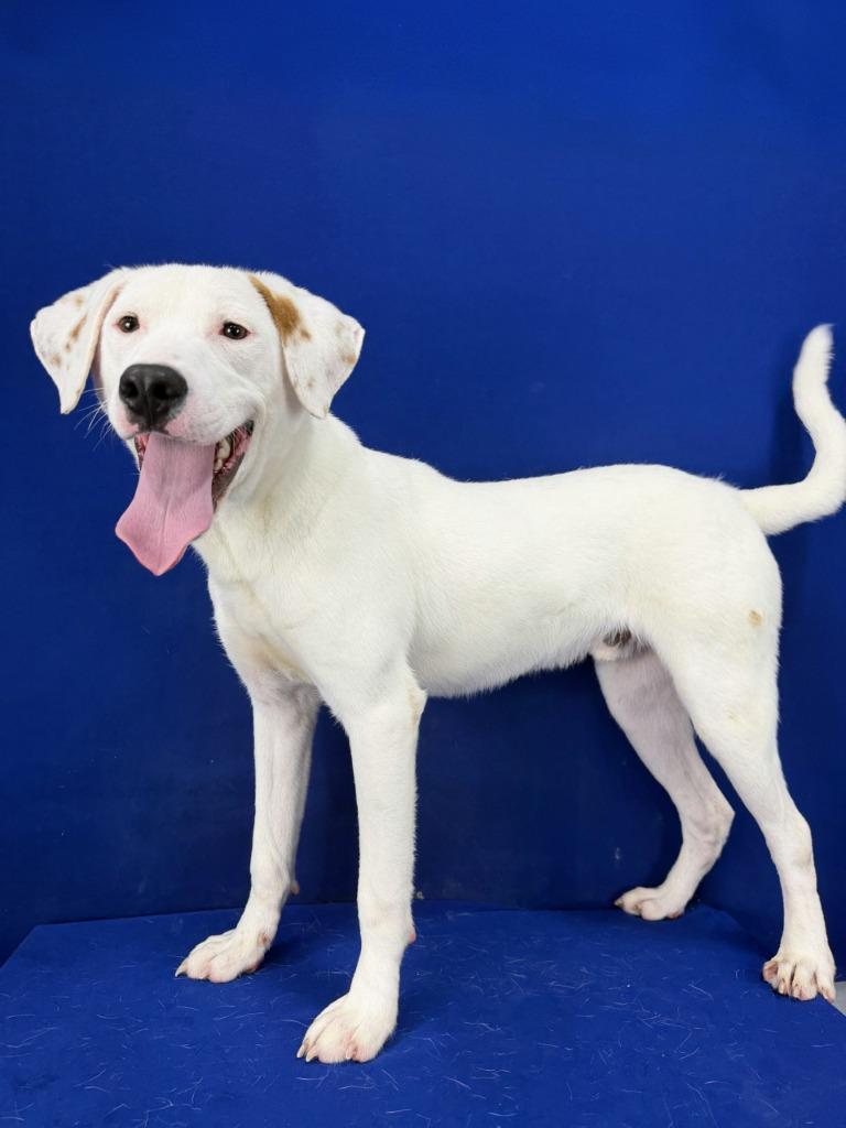 Young Whipper Snapper, a Adoptable Mixed Breed in Ruston, LA image 4/5