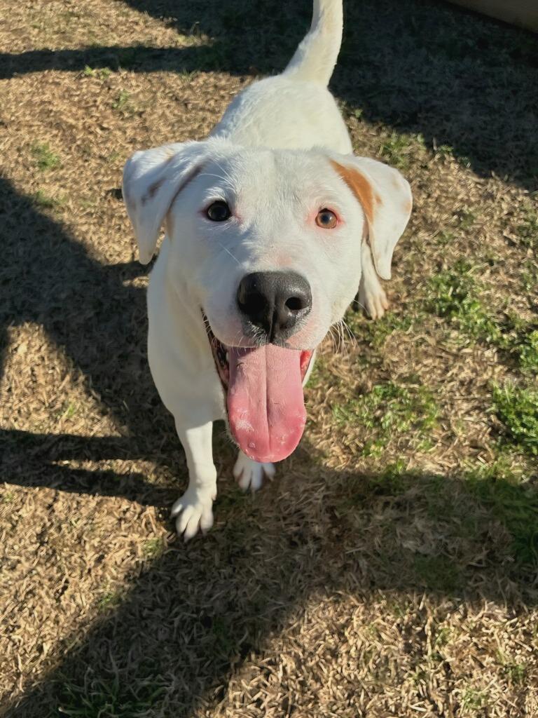 Young Whipper Snapper, a Adoptable Mixed Breed in Ruston, LA image 5/5