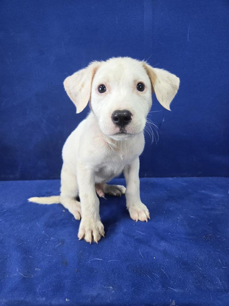 Enlarge Young Whipper Snapper, a Adoptable Mixed Breed in Ruston, LA image 3/3