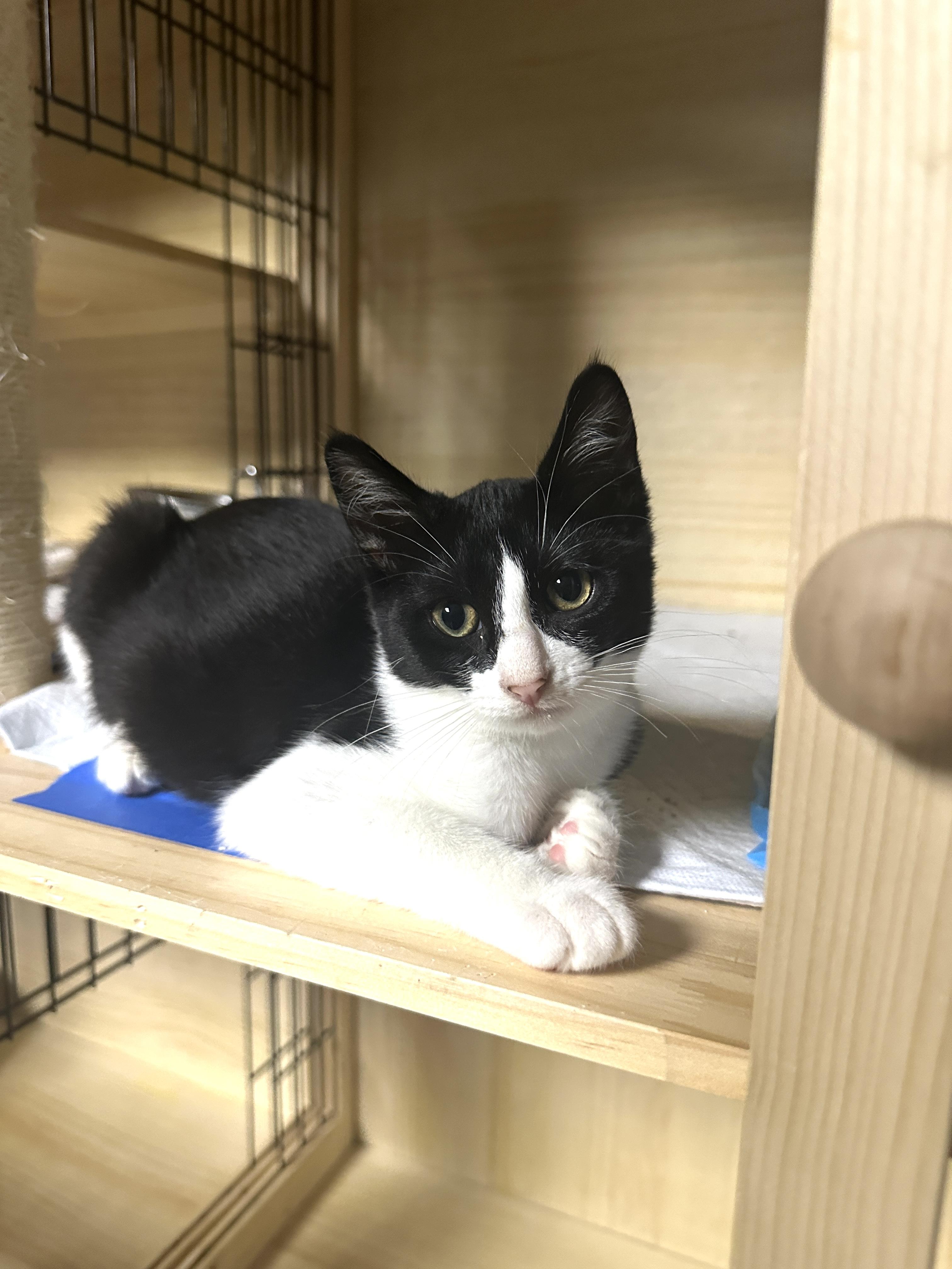 Gia, a Adoptable Domestic Short Hair image 2/4