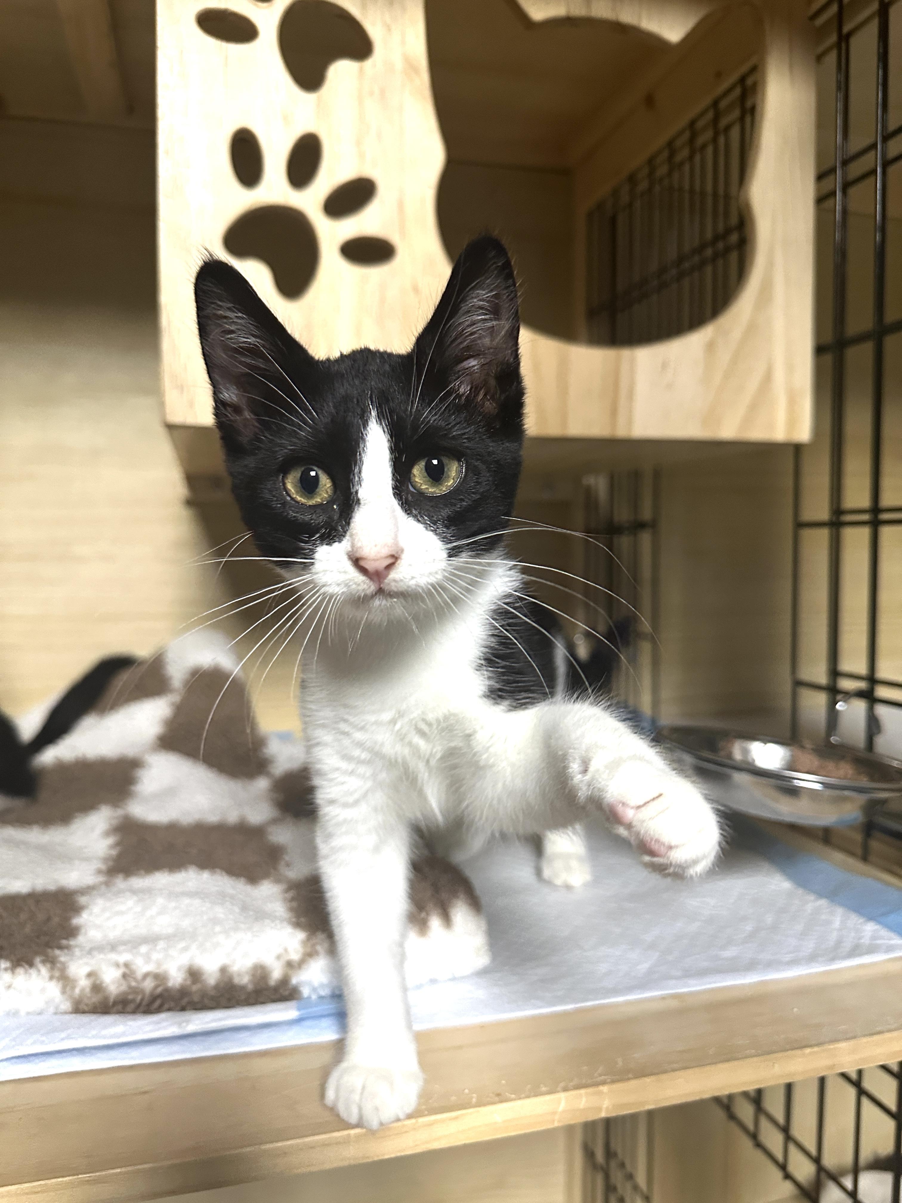 Gia, a Adoptable Domestic Short Hair image 3/4