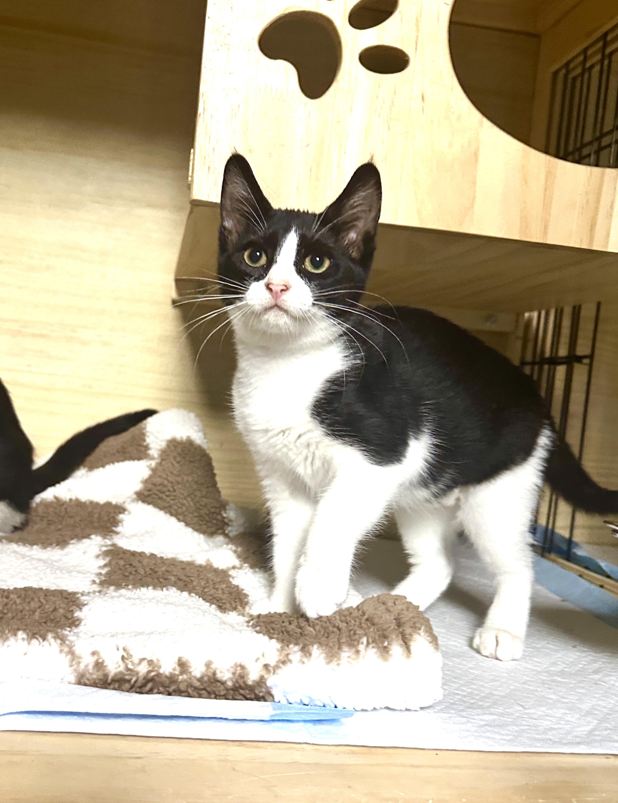 Gia, a Adoptable Domestic Short Hair image 4/4