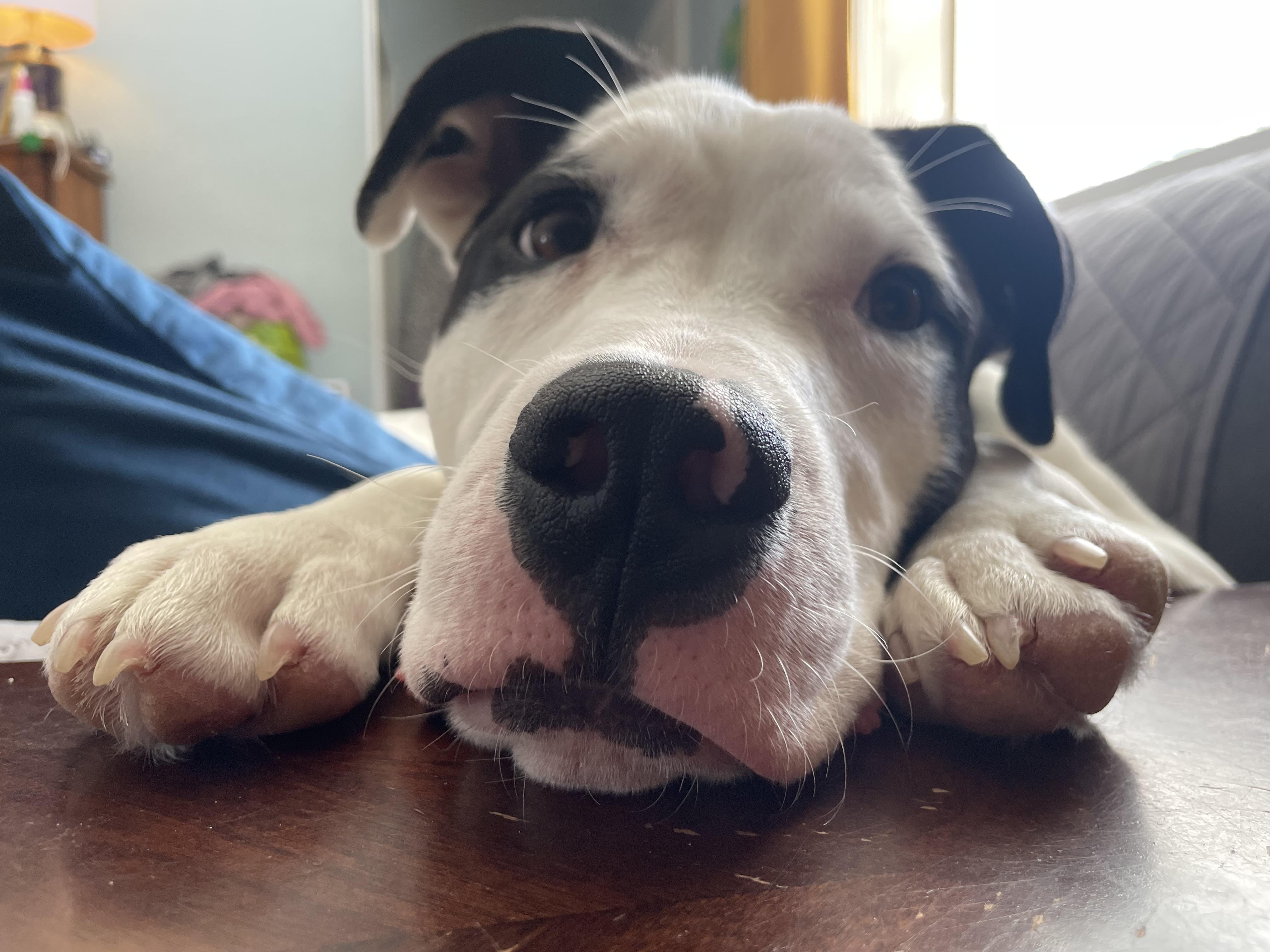 Linus, an adoptable Pit Bull Terrier, Border Collie in Mount Morris, MI, 48458 | Photo Image 3