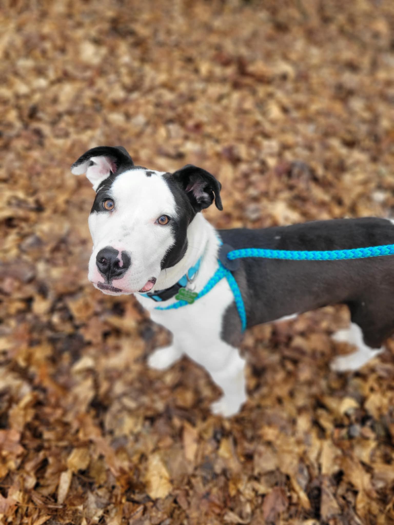 Linus, an adoptable Pit Bull Terrier, Border Collie in Mount Morris, MI, 48458 | Photo Image 5