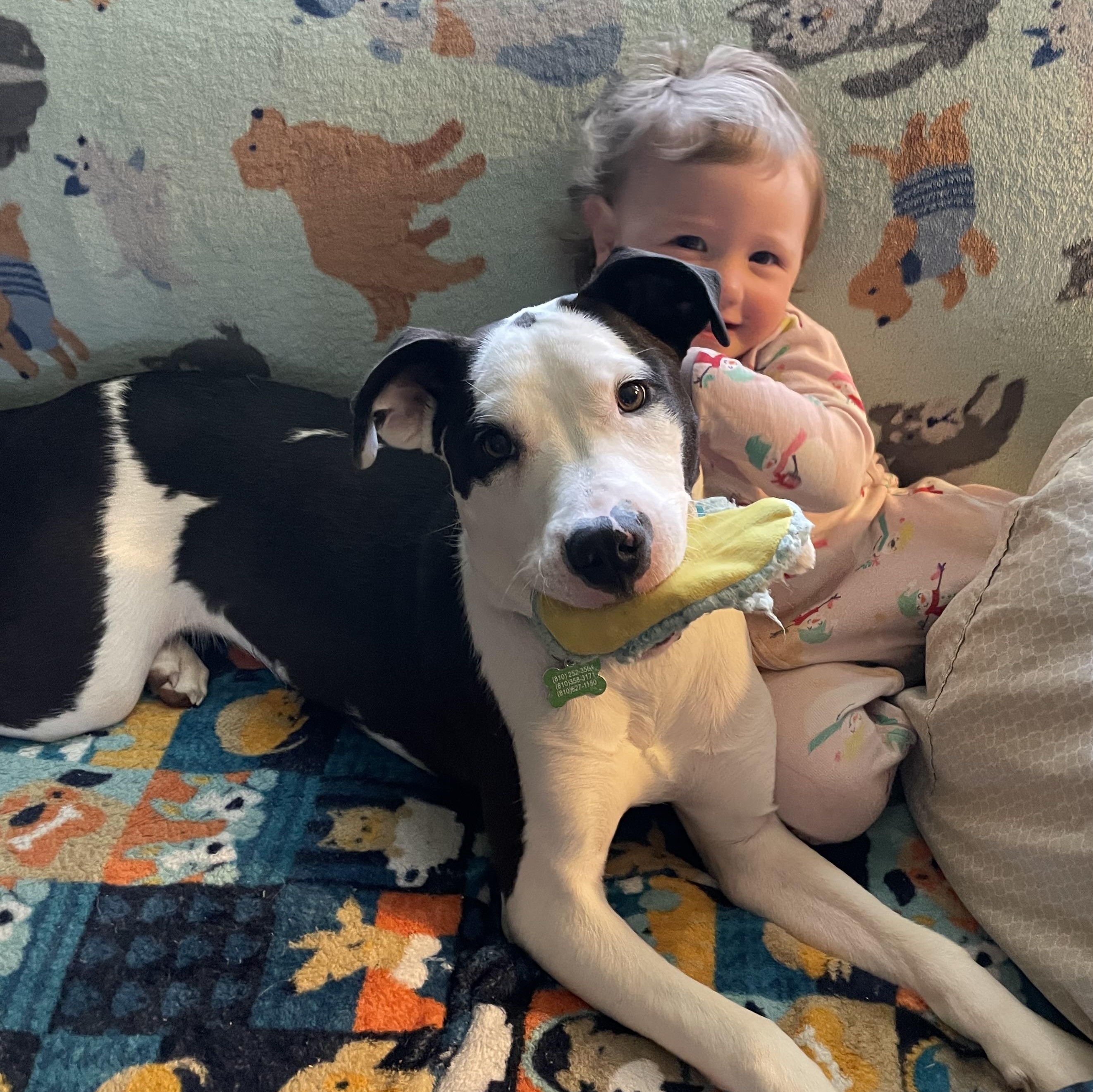 Linus, an adoptable Pit Bull Terrier, Border Collie in Mount Morris, MI, 48458 | Photo Image 1