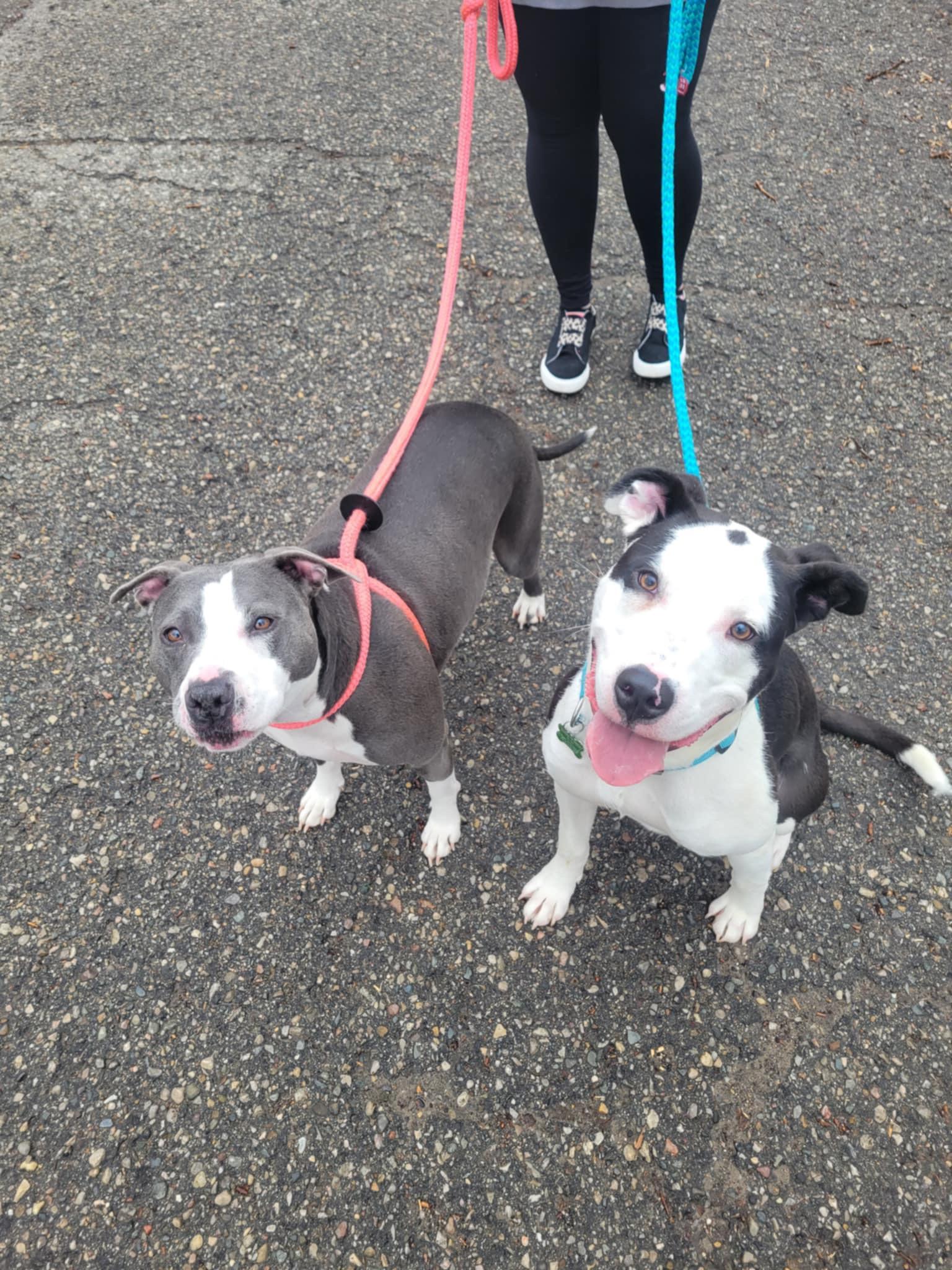 Linus, an adoptable Pit Bull Terrier, Border Collie in Mount Morris, MI, 48458 | Photo Image 4