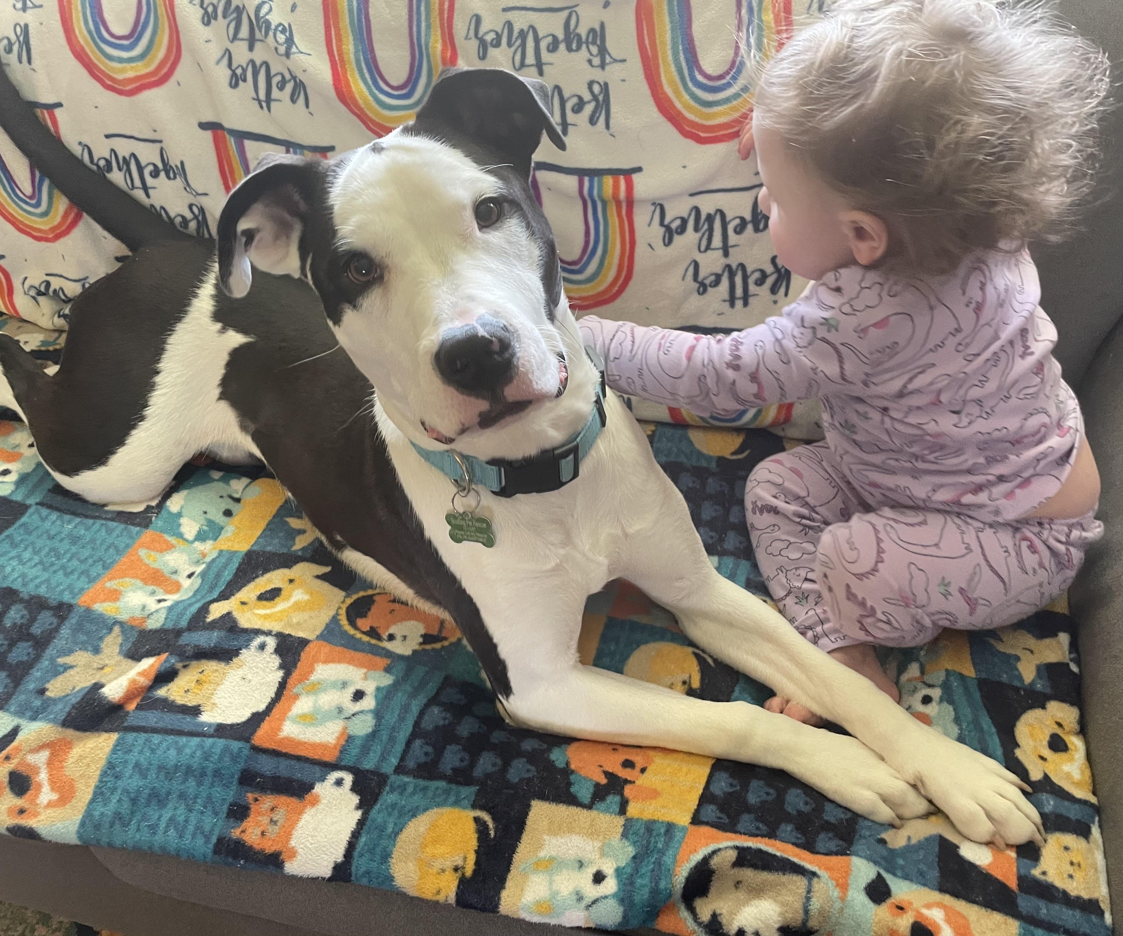 Linus, an adoptable Pit Bull Terrier, Border Collie in Mount Morris, MI, 48458 | Photo Image 2