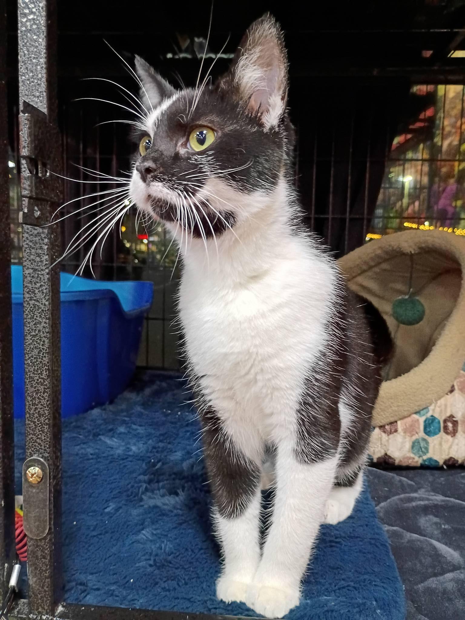 Bludger, adopted, Young Female Domestic Short Hair.