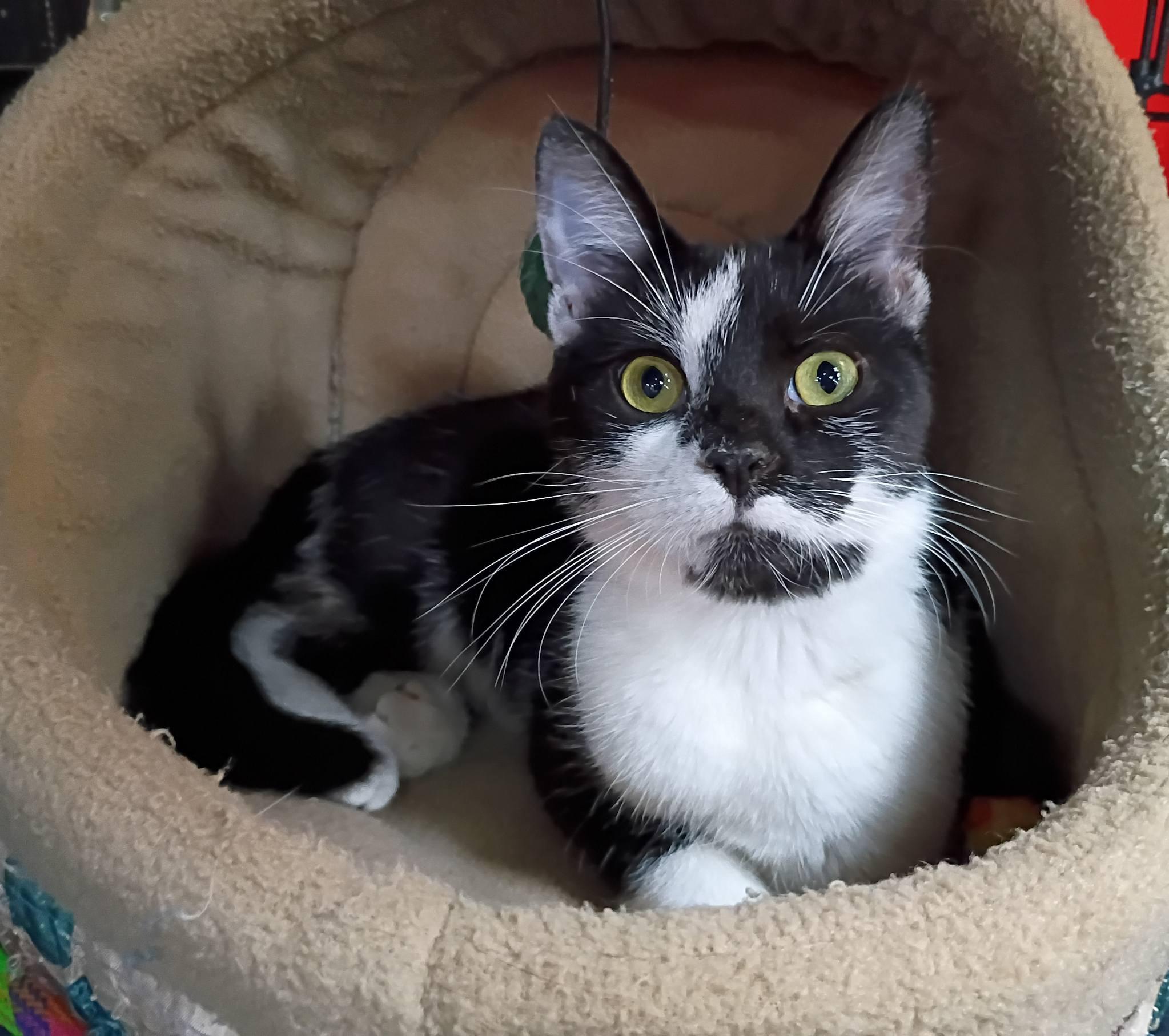 Enlarge Bludger, an adopted Domestic Short Hair in Morgantown, WV image 2/2