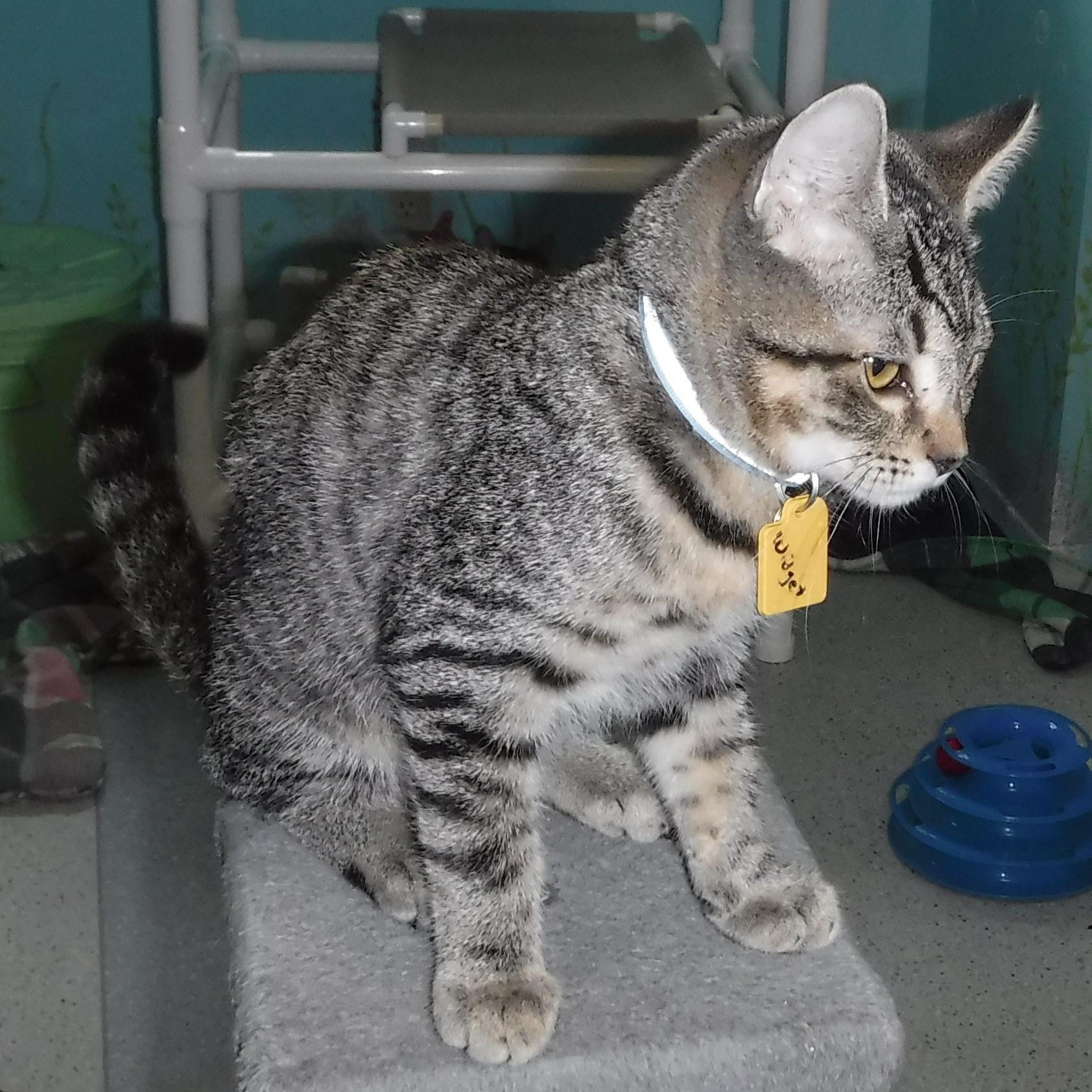 Widget  A Cutie! thumbnail 2