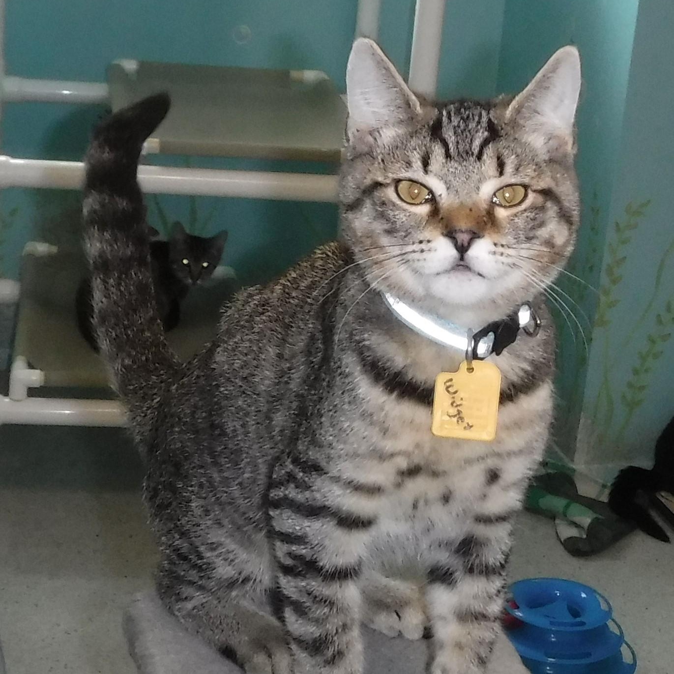 Widget  A Cutie! thumbnail 4