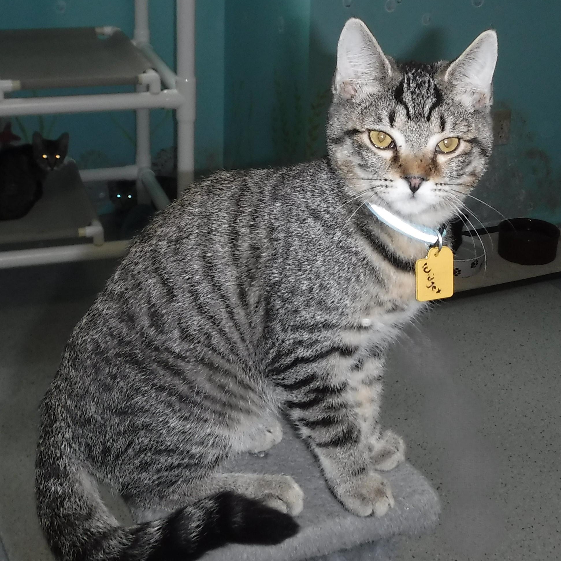 Widget A Cutie! photo 1