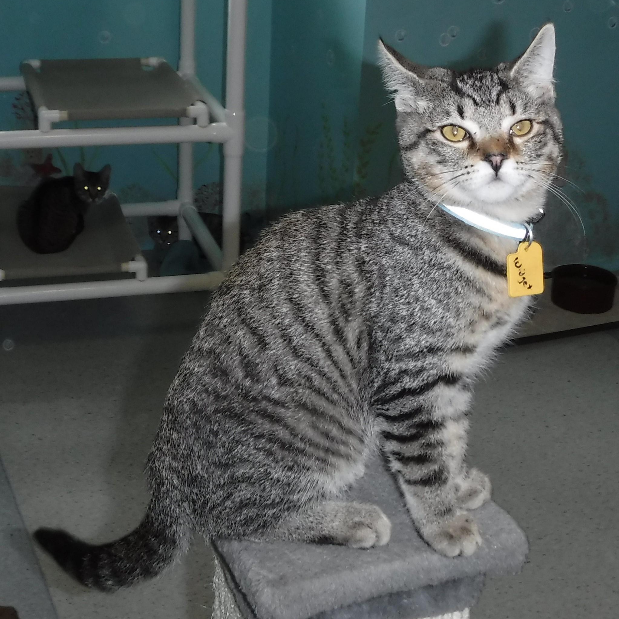 Widget  A Cutie! thumbnail 3