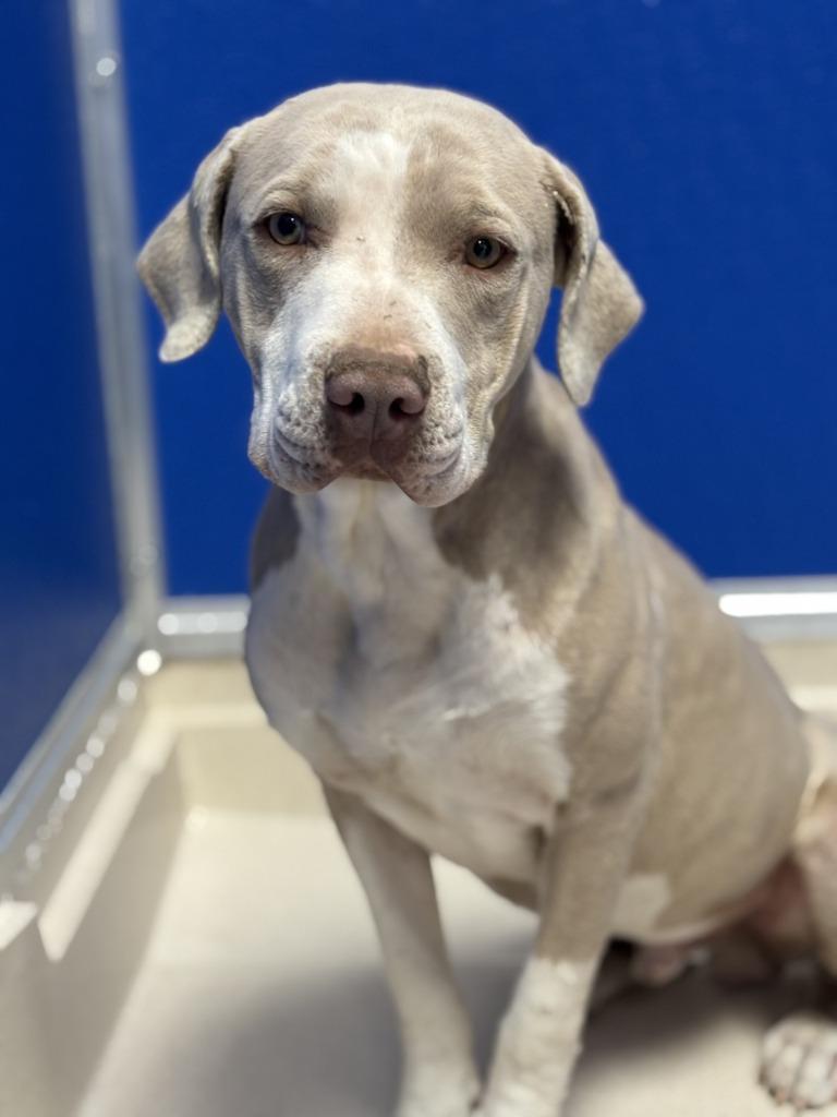 Shakespeare, Adoptable, Young Male Pit Bull Terrier.