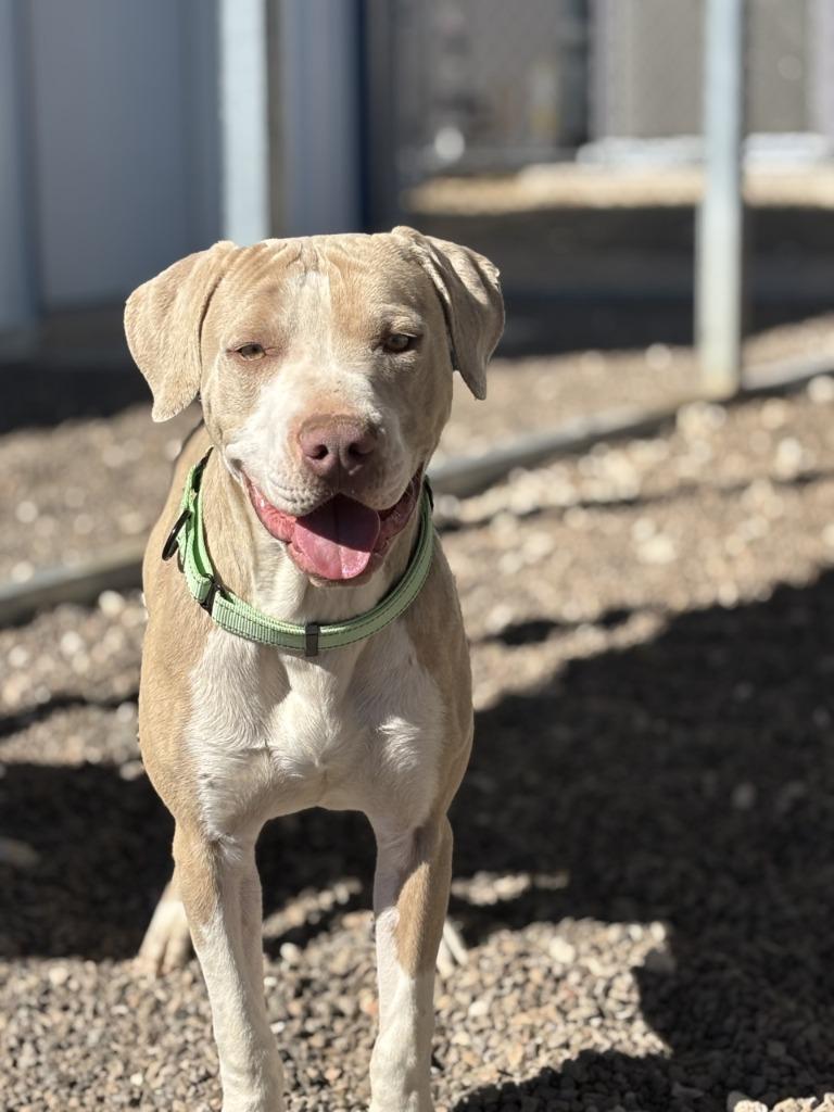Shakespeare, a Adoptable Pit Bull Terrier in Moriarty, NM image 2/5