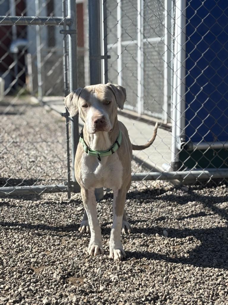 Shakespeare, a Adoptable Pit Bull Terrier in Moriarty, NM image 3/5