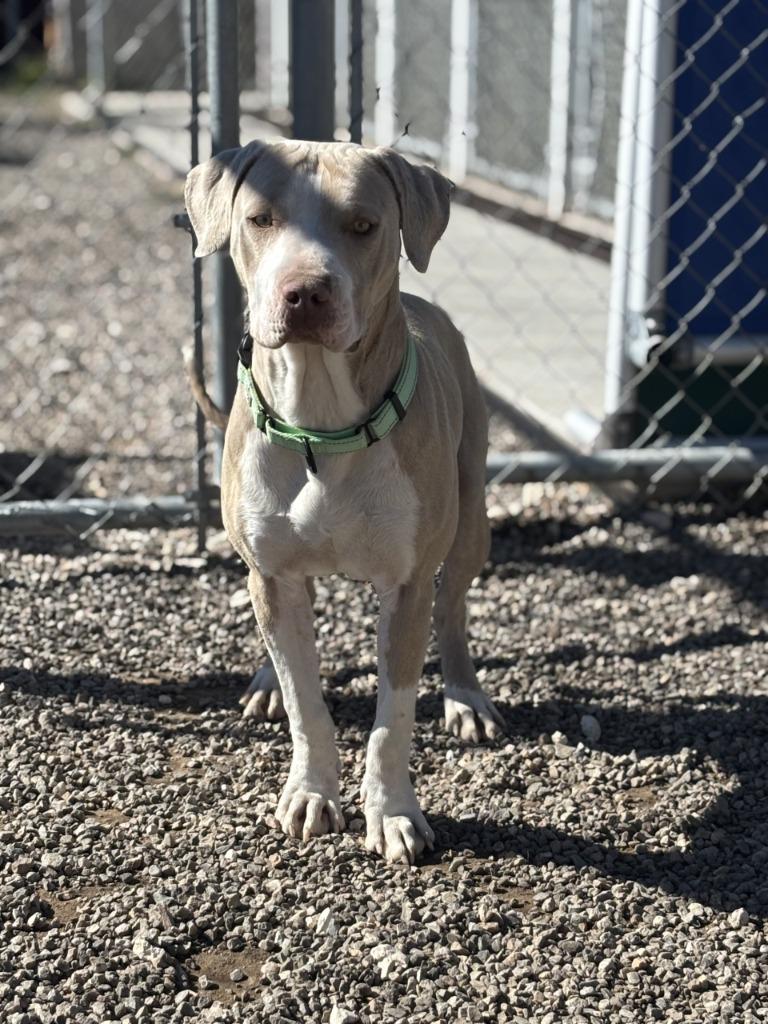 Shakespeare, a Adoptable Pit Bull Terrier in Moriarty, NM image 4/5