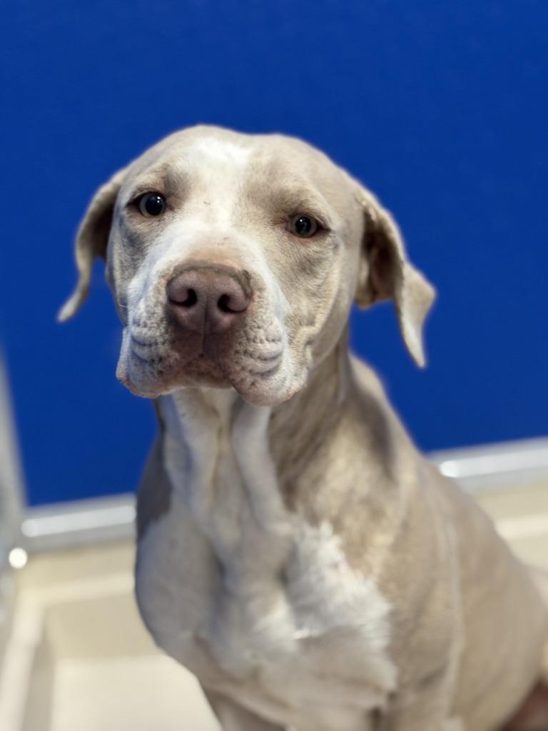 Shakespeare, a Adoptable Pit Bull Terrier in Moriarty, NM image 5/5