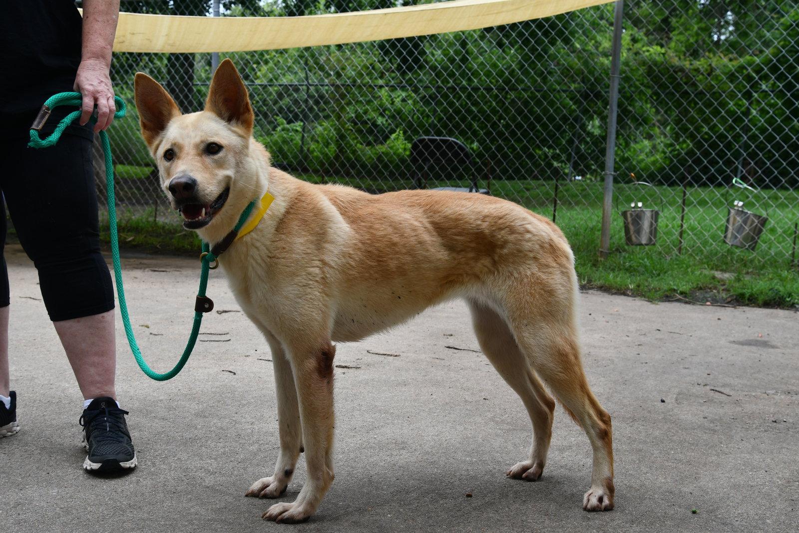 Enlarge Bella, a Adoptable mixed breed in Houston, TX image 1/3