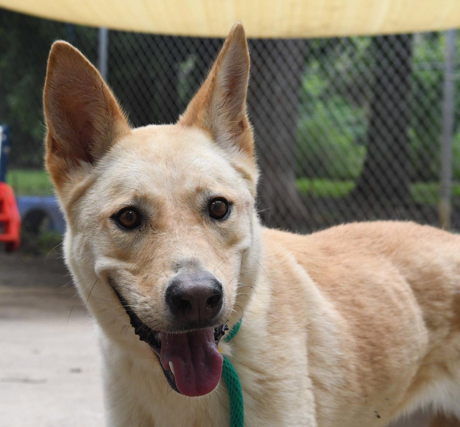 Enlarge Bella, a Adoptable mixed breed in Houston, TX image 2/3