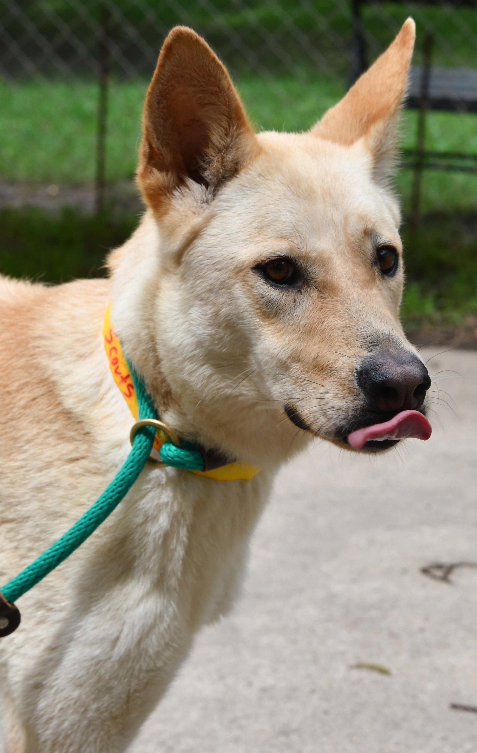 Enlarge Bella, a Adoptable mixed breed in Houston, TX image 3/3