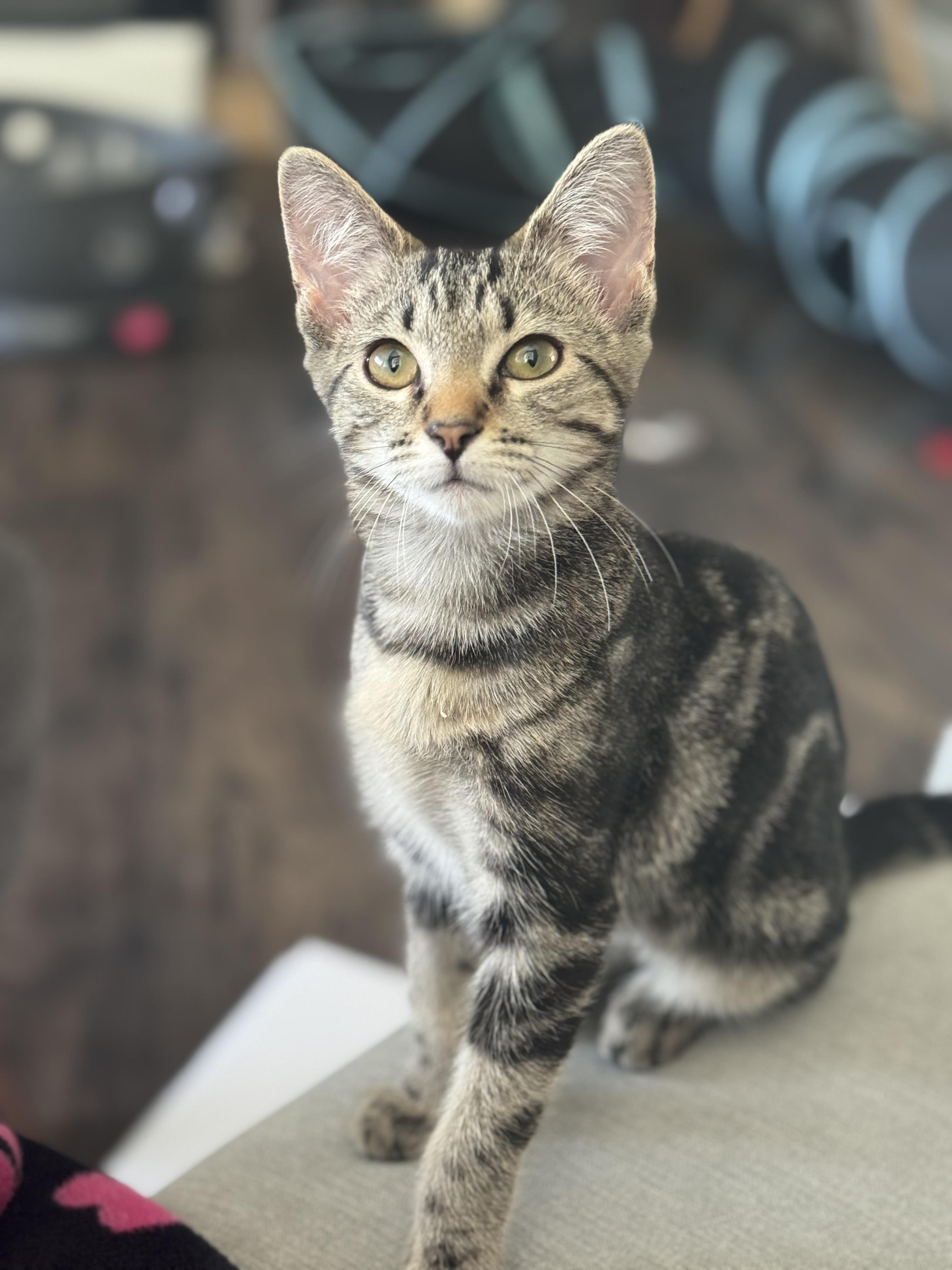 Biscuit