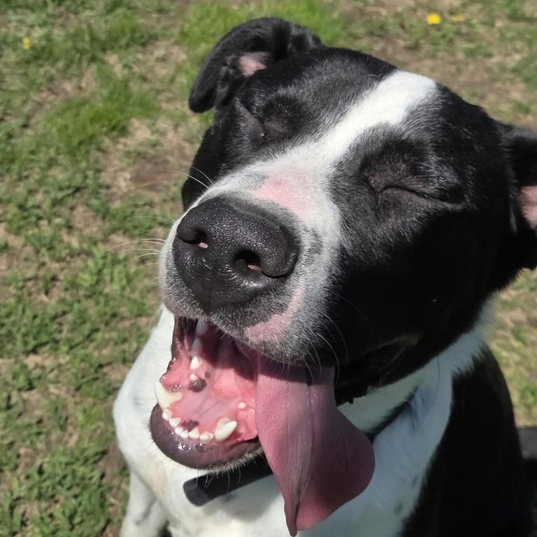Leon, a Adoptable mixed breed in Park Rapids, MN image 2/3