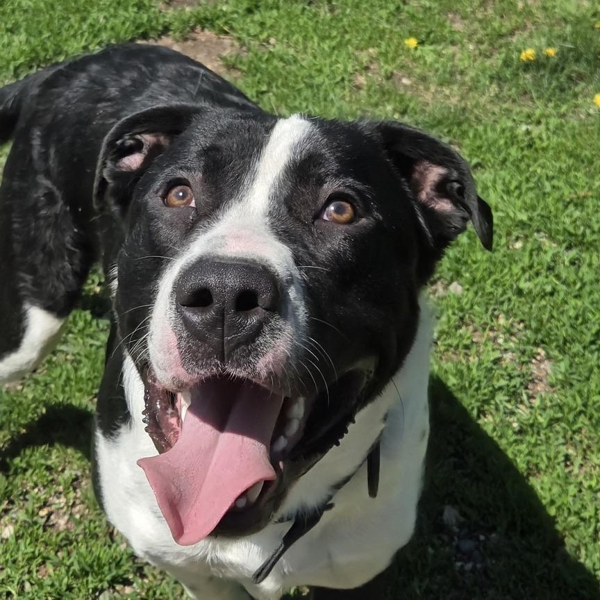 Leon, Adoptable, Young Male Labrador Retriever & Pit Bull Terrier.