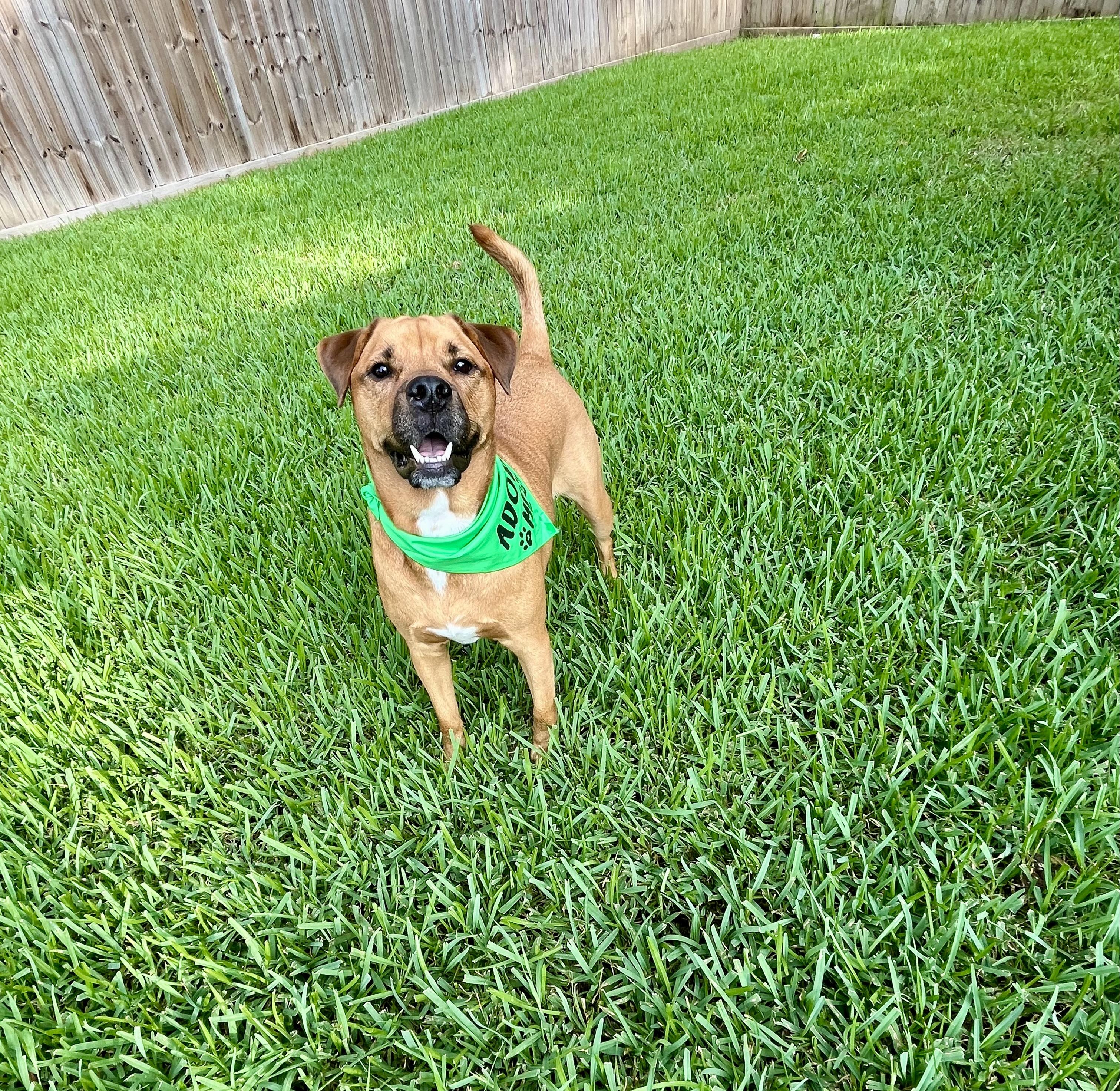 Baxter, Adoptable, Adult Male Rottweiler & Labrador Retriever.