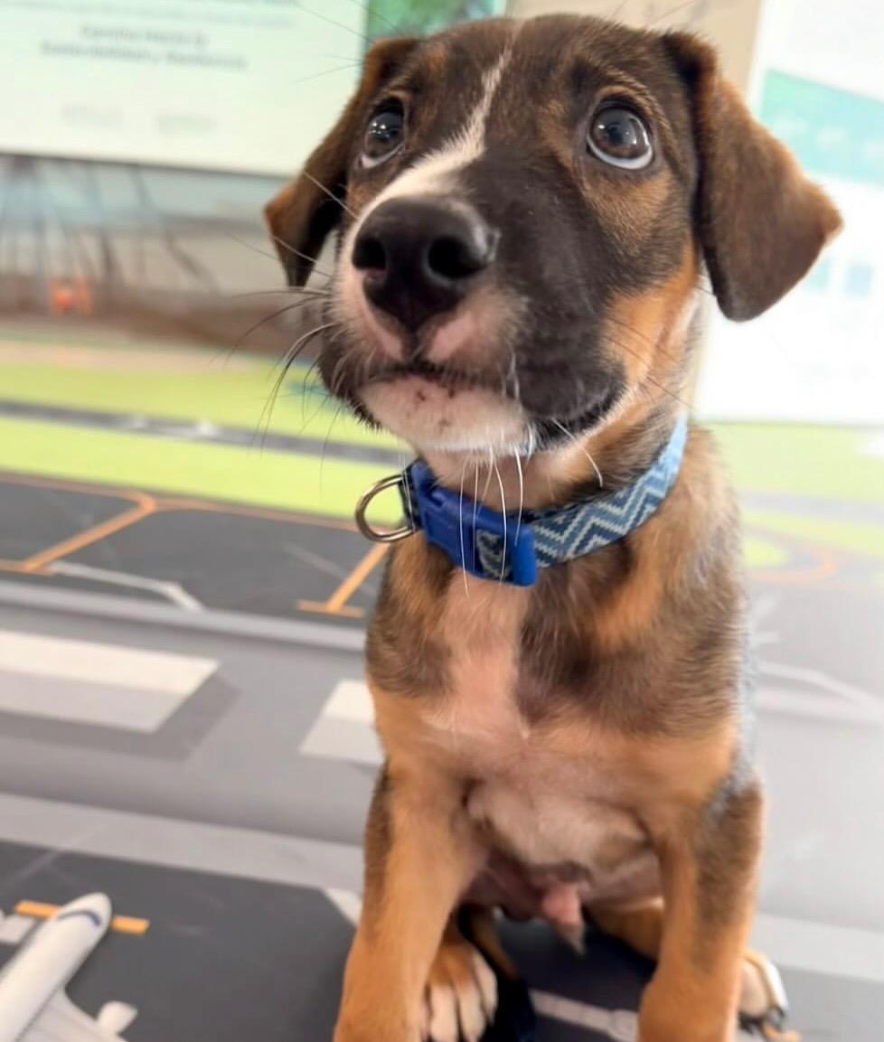 Davis The Little photo 1