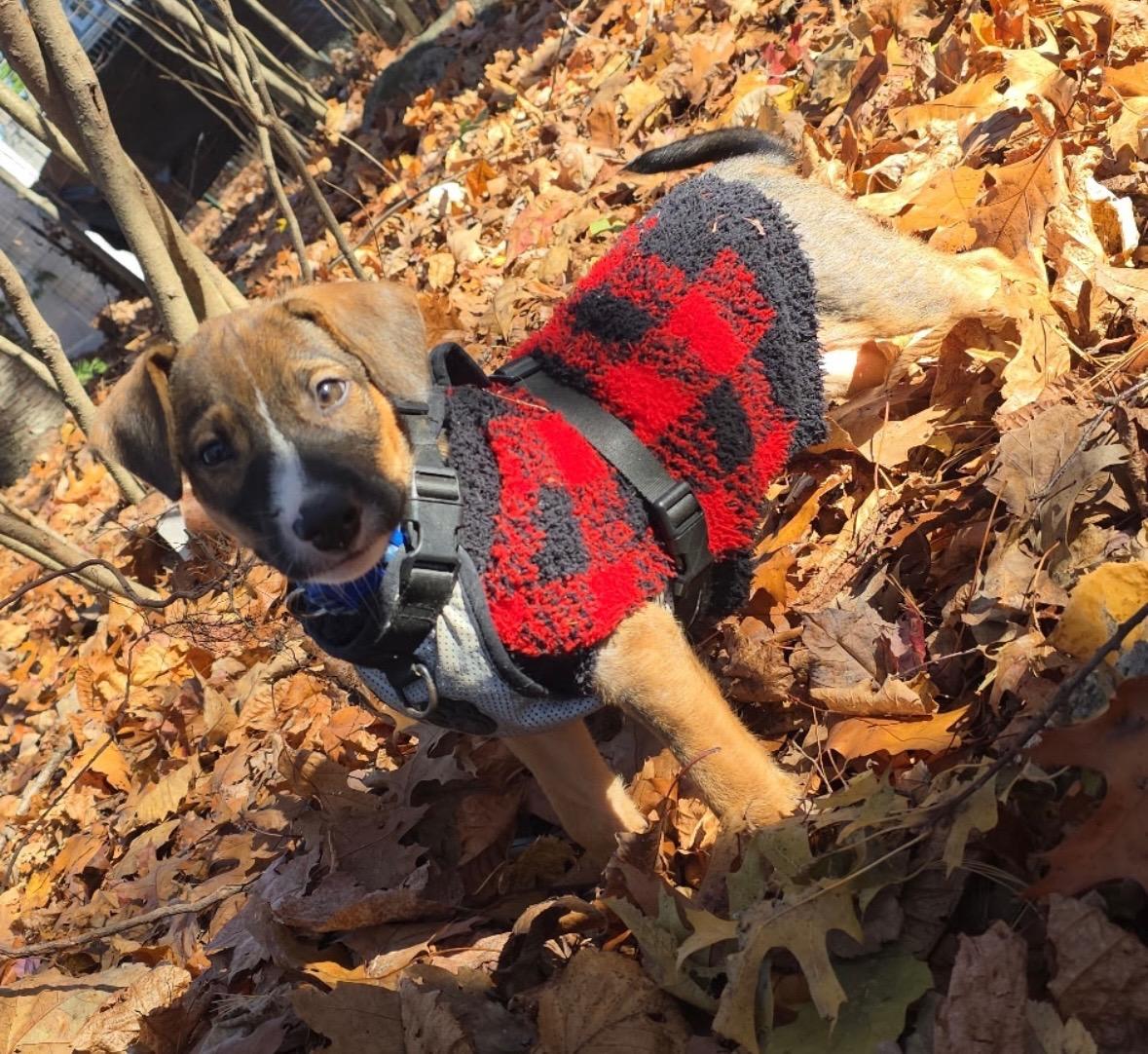 Davis  The Little thumbnail 5